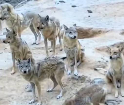 法国甲组联赛
_陕西榆林青云镇有狼外逃？当地回应：是狼犬法国甲组联赛
，目前击毙6条，未逃的15条狼犬也已击毙