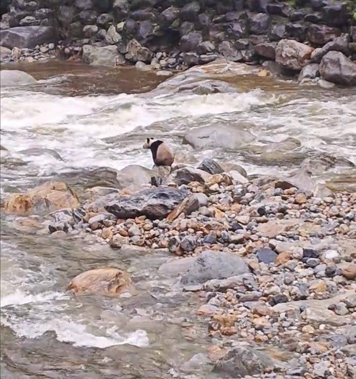 皇冠信用网代理注册_游客在陕西龙吟峡偶遇大熊猫过河皇冠信用网代理注册，景区：系纯野生秦岭大熊猫，今年首次发现