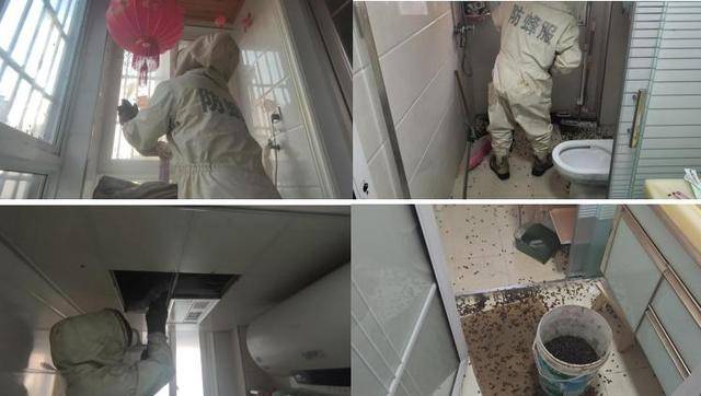 皇冠信用网代理
_惊皇冠信用网代理
！空置两个月的房子竟被蜜蜂当成了 “豪华别墅”